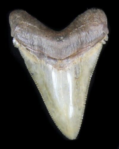 Serrated Chubutensis Tooth - Megalodon Ancestor #31604